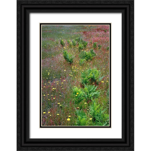 Mixture of flowers-ferns and grasses-Dolason Prairie-Redwood National Park-California Black Ornate Wood Framed Art Print with Double Matting by Jones, Adam