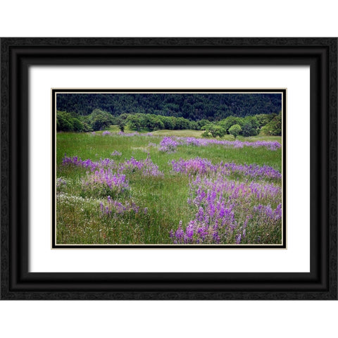 Lupine flowers on hillside-Dolason Prairie-California Black Ornate Wood Framed Art Print with Double Matting by Jones, Adam