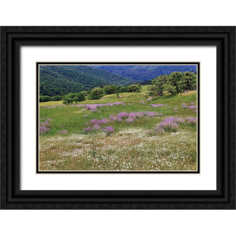 Lupine flowers on hillside-Dolason Prairie-California Black Ornate Wood Framed Art Print with Double Matting by Jones, Adam