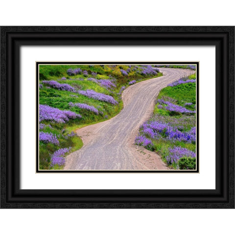 Bald Hills Road through lupine flowers-California Black Ornate Wood Framed Art Print with Double Matting by Jones, Adam