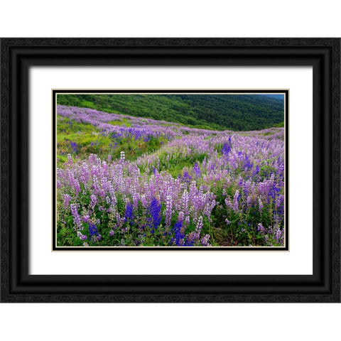 Lupine flowers on hillside-Dolason Prairie-California Black Ornate Wood Framed Art Print with Double Matting by Jones, Adam