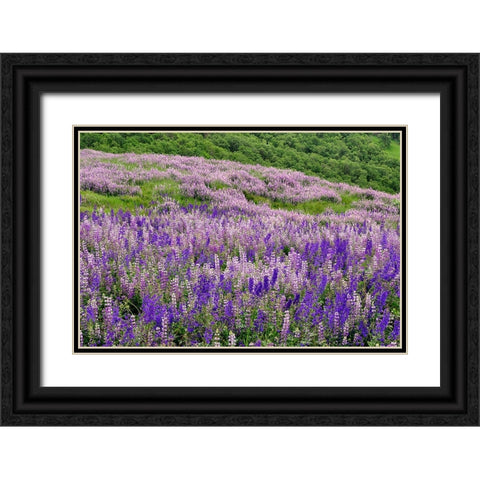Lupine flowers on hillside-Dolason Prairie-California Black Ornate Wood Framed Art Print with Double Matting by Jones, Adam
