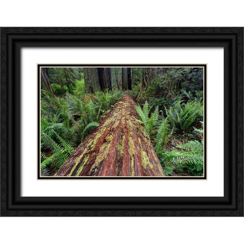 Fallen Redwood tree and ferns Redwood National Park-California Black Ornate Wood Framed Art Print with Double Matting by Jones, Adam