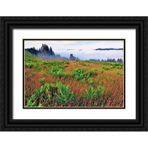 Foggy view of grasses and ferns-Dolason Prairie Black Ornate Wood Framed Art Print with Double Matting by Jones, Adam