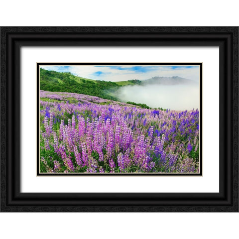 Lupine flowers-Bald Hills Road-California Black Ornate Wood Framed Art Print with Double Matting by Jones, Adam
