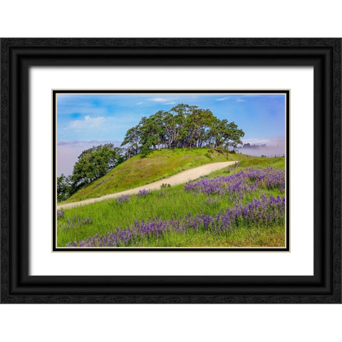 Lupine flowers-Bald Hills Road-California Black Ornate Wood Framed Art Print with Double Matting by Jones, Adam