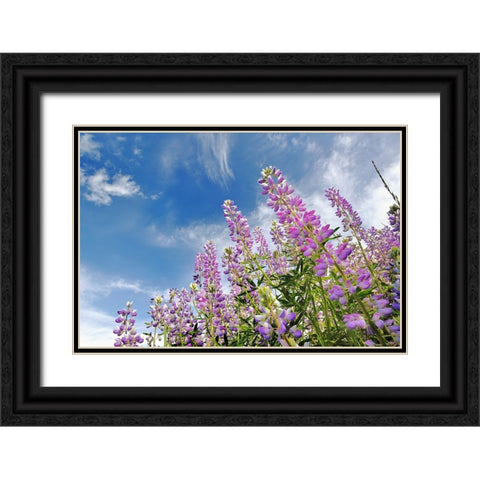 Low angle view of Lupine flowers-Bald Hills Road-California Black Ornate Wood Framed Art Print with Double Matting by Jones, Adam