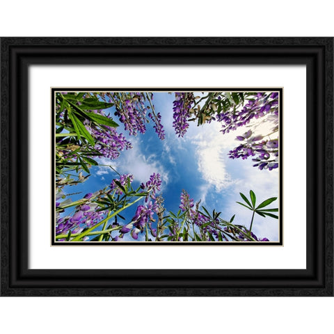 Lupine flowers-Bald Hills Road-California Black Ornate Wood Framed Art Print with Double Matting by Jones, Adam