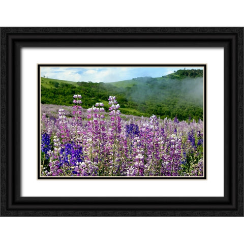 Lupine flowers-Bald Hills Road-California Black Ornate Wood Framed Art Print with Double Matting by Jones, Adam