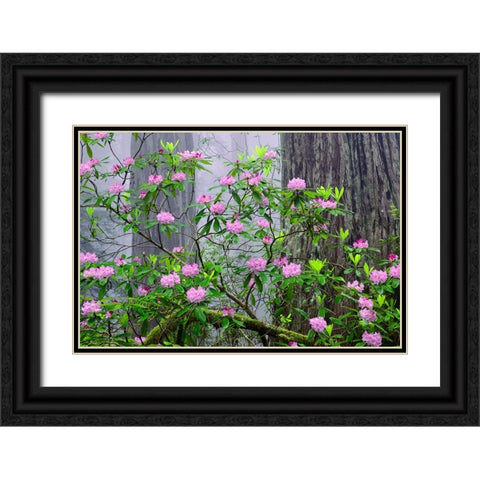 Pacific Rhododendron in foggy redwood forest-Redwood National Park Black Ornate Wood Framed Art Print with Double Matting by Jones, Adam