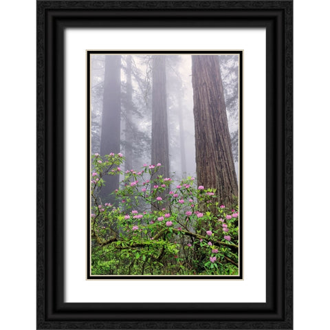 Pacific Rhododendron in foggy redwood forest-Redwood National Park Black Ornate Wood Framed Art Print with Double Matting by Jones, Adam