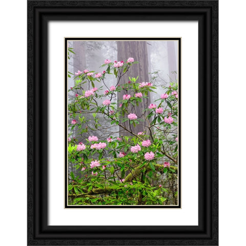 Pacific Rhododendron in foggy redwood forest-Redwood National Park Black Ornate Wood Framed Art Print with Double Matting by Jones, Adam