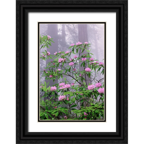 Pacific Rhododendron in foggy redwood forest-Redwood National Park Black Ornate Wood Framed Art Print with Double Matting by Jones, Adam