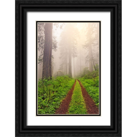Old roadway through foggy redwood forest-Redwood National Park-California Black Ornate Wood Framed Art Print with Double Matting by Jones, Adam