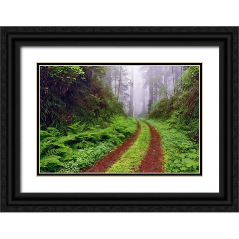 Old roadway through foggy redwood forest-Redwood National Park-California Black Ornate Wood Framed Art Print with Double Matting by Jones, Adam