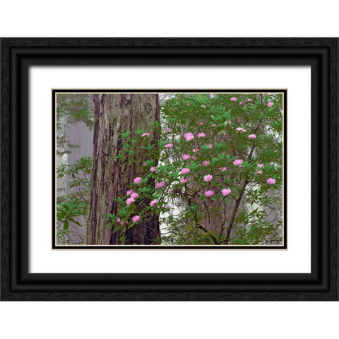 Pacific Rhododendron in foggy redwood forest-Redwood National Park Black Ornate Wood Framed Art Print with Double Matting by Jones, Adam
