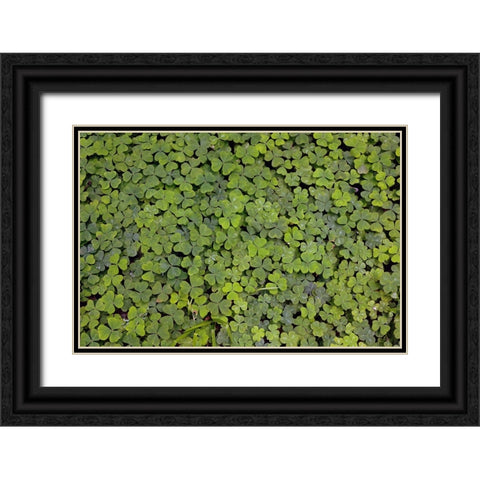 Pattern in wood Sorrel Redwood National Park-California Black Ornate Wood Framed Art Print with Double Matting by Jones, Adam