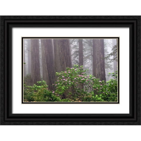 Pacific Rhododendron in foggy redwood forest-Redwood National Park, Black Ornate Wood Framed Art Print with Double Matting by Jones, Adam