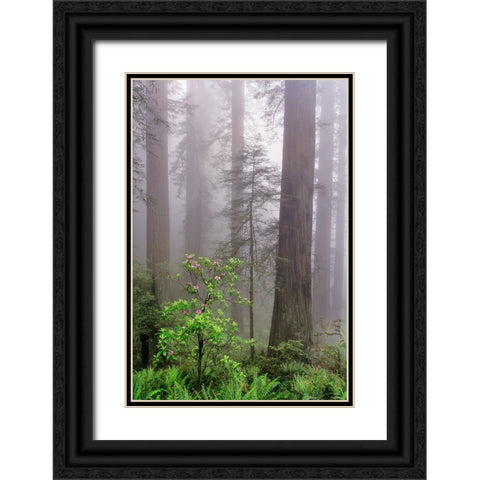 Pacific Rhododendron in foggy redwood forest-Redwood National Park, Black Ornate Wood Framed Art Print with Double Matting by Jones, Adam