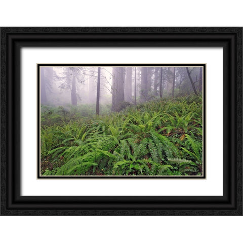 Fisheye view skyward in redwood forest-Redwood National Park-Tree-Redwood Black Ornate Wood Framed Art Print with Double Matting by Jones, Adam