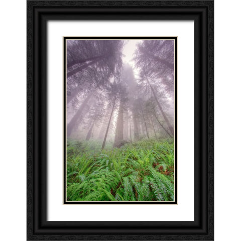Fisheye view skyward in redwood forest-Redwood National Park-Tree-Redwood Black Ornate Wood Framed Art Print with Double Matting by Jones, Adam