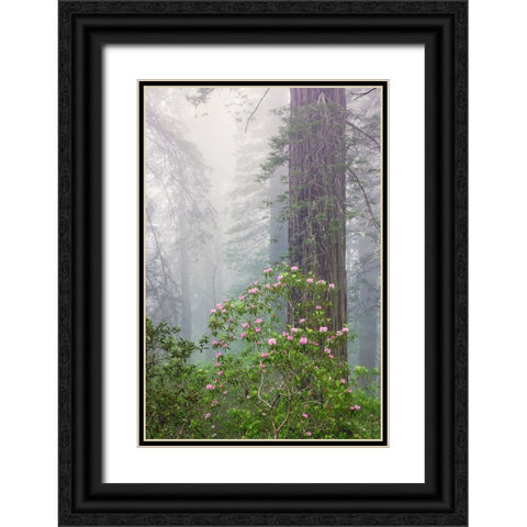 Pacific Rhododendron in foggy redwood forest-Redwood National Park, Black Ornate Wood Framed Art Print with Double Matting by Jones, Adam