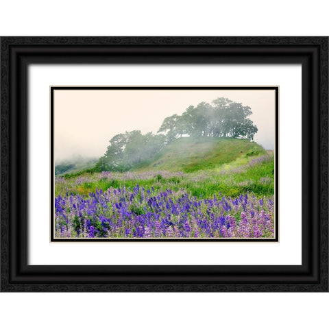 Purple and blue lupine flowers and tree in fog-Bald Hills Road-California Black Ornate Wood Framed Art Print with Double Matting by Jones, Adam