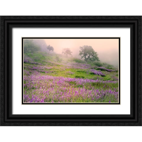 Purple Lupine flowers and tree in foggy sunrise-Bald Hills Road-California Black Ornate Wood Framed Art Print with Double Matting by Jones, Adam