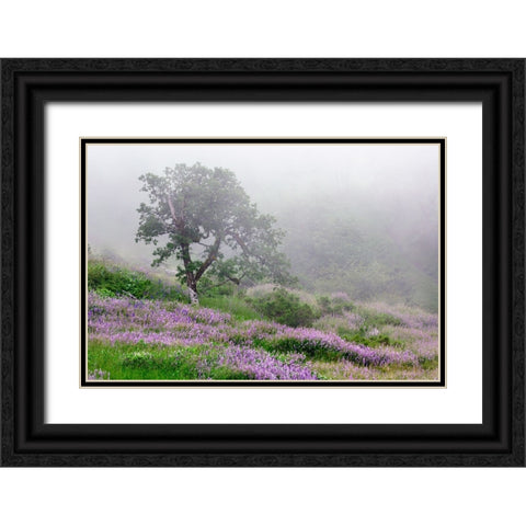 Purple Lupine flowers and tree in fog-Bald Hills Road-California Black Ornate Wood Framed Art Print with Double Matting by Jones, Adam