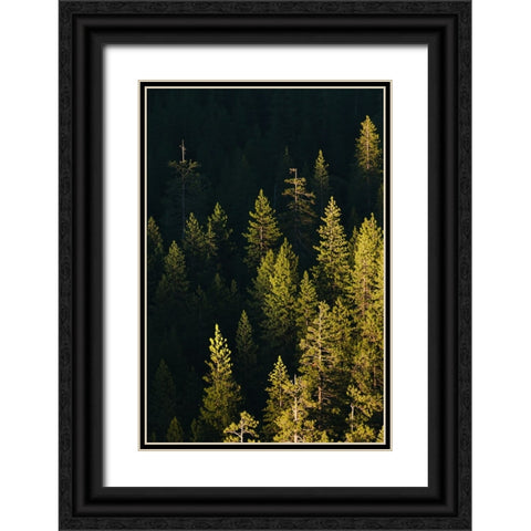 Pine trees at sunset-Yosemite National Park-California Black Ornate Wood Framed Art Print with Double Matting by Jones, Adam