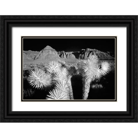 Joshua tree-Mojave Desert-California Black Ornate Wood Framed Art Print with Double Matting by Jones, Adam