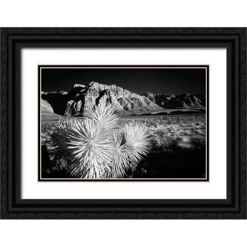 Joshua tree-Mojave Desert-California Black Ornate Wood Framed Art Print with Double Matting by Jones, Adam