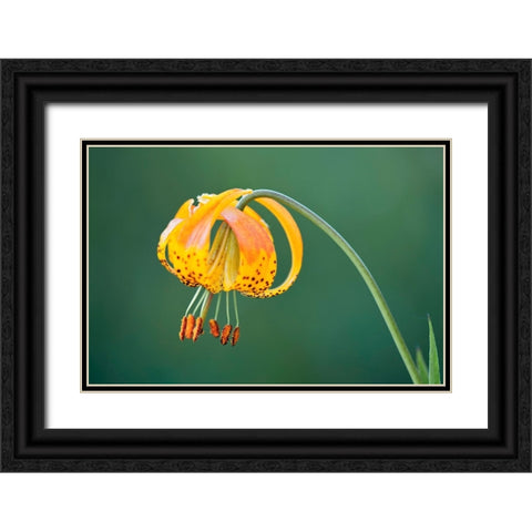 Sierra Tiger Lily-Yosemite National Park-California Black Ornate Wood Framed Art Print with Double Matting by Jones, Adam