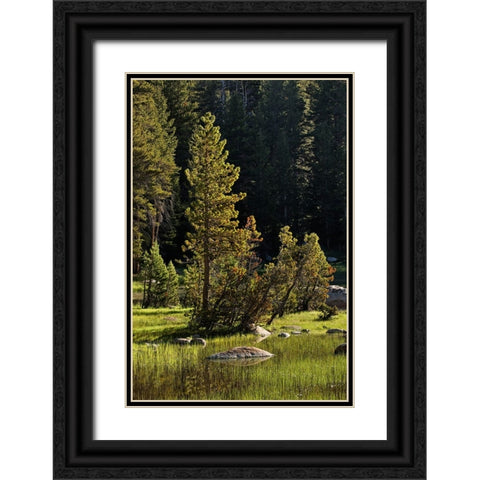 Rocks and grass at first light-Tuolumne Meadows-Yosemite National Park-California Black Ornate Wood Framed Art Print with Double Matting by Jones, Adam