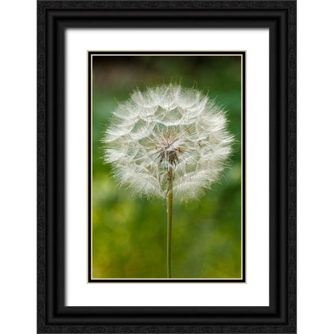 Purple Salsify seed head-Yosemite National Park-California Black Ornate Wood Framed Art Print with Double Matting by Jones, Adam