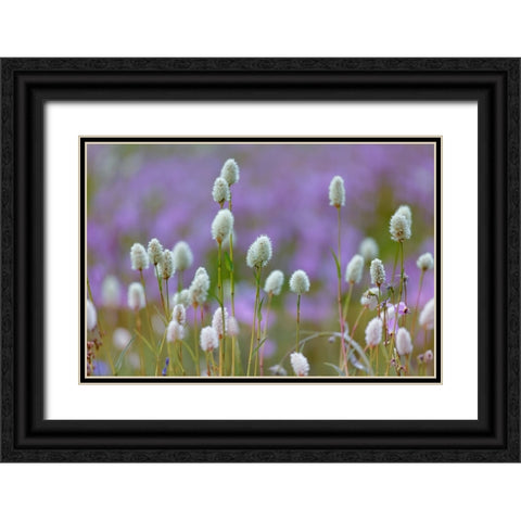 Bistort flowers Tuolumne Meadows-Yosemite National Park-California Black Ornate Wood Framed Art Print with Double Matting by Jones, Adam