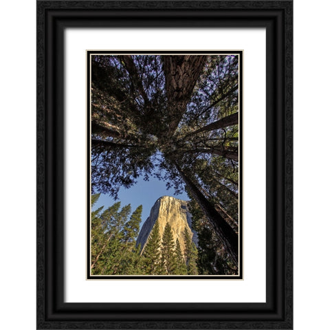 El Capitan through pine trees-Yosemite National Park-California Black Ornate Wood Framed Art Print with Double Matting by Jones, Adam