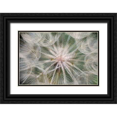 Purple Salsify seed head-Yosemite National Park-California Black Ornate Wood Framed Art Print with Double Matting by Jones, Adam
