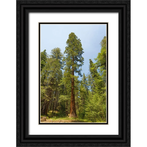 Giant sequoia tree-Yosemite National Park-California Black Ornate Wood Framed Art Print with Double Matting by Jones, Adam