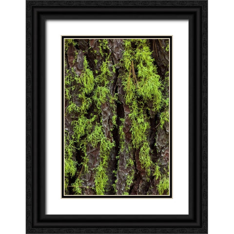 Green lichen growing on ancient giant sequoias-Yosemite National Park-California Black Ornate Wood Framed Art Print with Double Matting by Jones, Adam