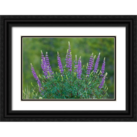 Sierra lupine-Tuolumne Meadows-Yosemite National Park-California Black Ornate Wood Framed Art Print with Double Matting by Jones, Adam