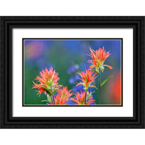 Red paintbrush-Yosemite National Park-California Black Ornate Wood Framed Art Print with Double Matting by Jones, Adam