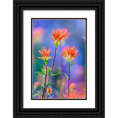 Red paintbrush-Yosemite National Park-California Black Ornate Wood Framed Art Print with Double Matting by Jones, Adam