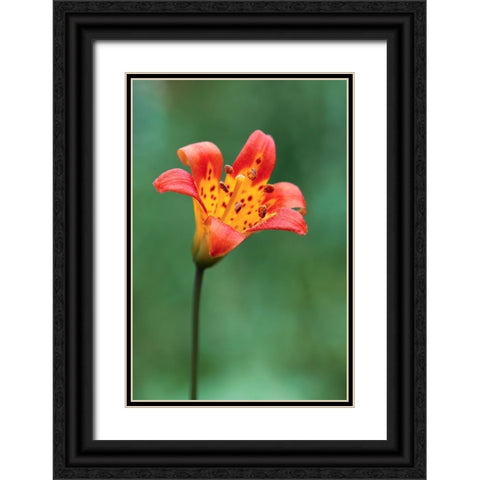 Alpine lily-Yosemite National Park-California Black Ornate Wood Framed Art Print with Double Matting by Jones, Adam