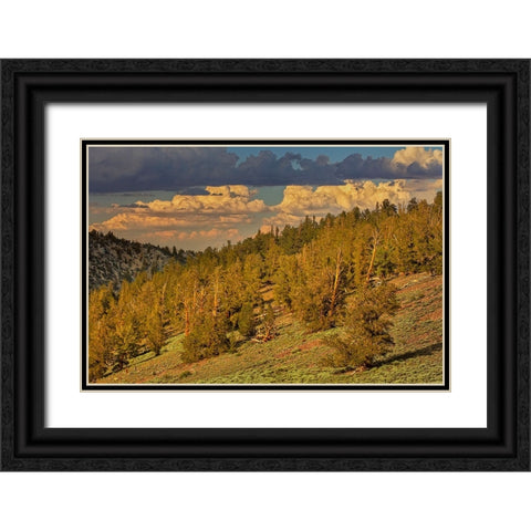 Bristlecone pine forest at sunset-White Mountains-Inyo National Forest-California Black Ornate Wood Framed Art Print with Double Matting by Jones, Adam