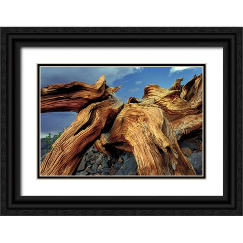 Bristlecone pine roots-White Mountains-Inyo National Forest-California Black Ornate Wood Framed Art Print with Double Matting by Jones, Adam