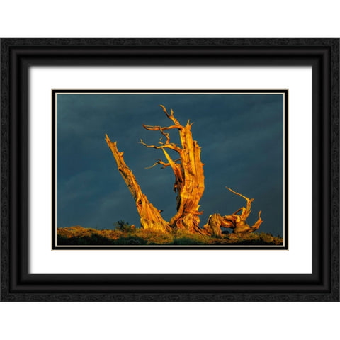 Bristlecone pine at sunset-White Mountains-Inyo National Forest-California Black Ornate Wood Framed Art Print with Double Matting by Jones, Adam