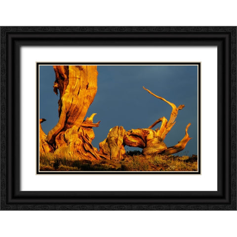 Bristlecone pine at sunset-White Mountains-Inyo National Forest-California Black Ornate Wood Framed Art Print with Double Matting by Jones, Adam