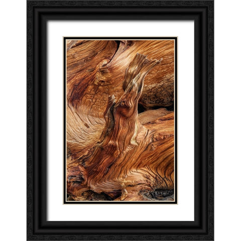 Pattern in wood of Bristlecone pine-White Mountains-Inyo National Forest-California Black Ornate Wood Framed Art Print with Double Matting by Jones, Adam