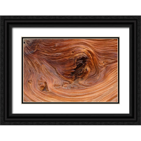 Pattern in wood of Bristlecone pine-White Mountains-Inyo National Forest-California Black Ornate Wood Framed Art Print with Double Matting by Jones, Adam